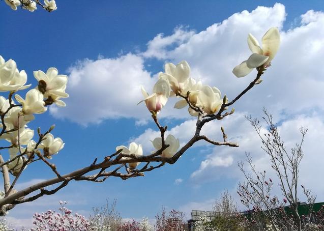 白玉兰叶碧绿如翠，花朵洁白如雪，浓郁的香味沁人心脾，悠远绵长