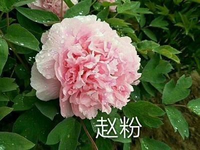 牡丹赵粉，芳香浓郁、具有单瓣半重瓣，牡丹四大名品之一