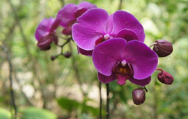 蝴蝶兰，别名蝶兰，花朵开花了好似蝴蝶般飞舞