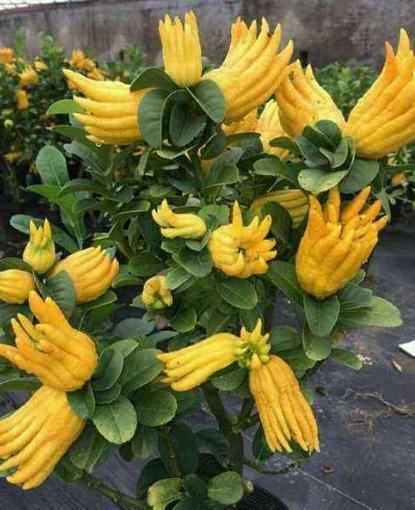 生活就像养花一样,需要滋润,需要一个过程 生活就像养花一样,需要滋润,需要一个过程