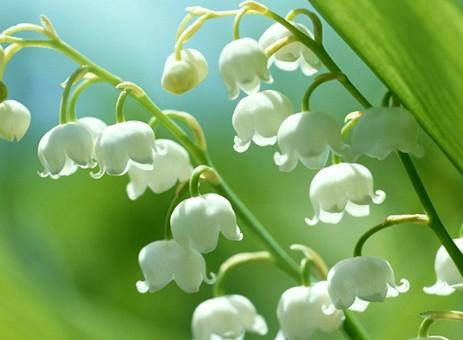 玲兰生于阴坡林下潮湿处或沟边，花白色，果熟后红