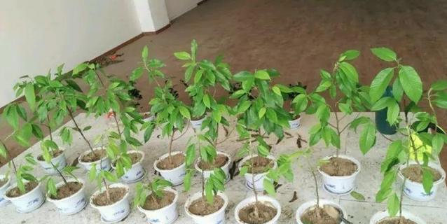 家里种一棵白兰花，好养又好看，洁白如茉莉，香气胜兰花