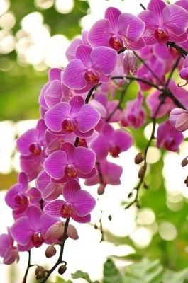 蝴蝶兰，别名蝶兰，花朵开花了好似蝴蝶般飞舞