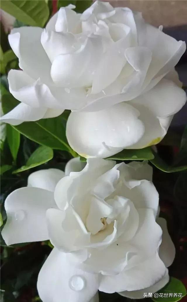 栀子花在养护的时候，注意避开这4处，开花满盆香气飘
