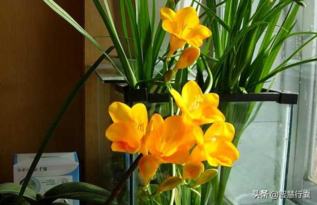 它不仅名字好听,开得花还好看,看了就想买一盆 它不仅名字好听,开得花还好看,看了就想买一盆