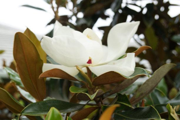 白玉兰叶碧绿如翠，花朵洁白如雪，浓郁的香味沁人心脾，悠远绵长