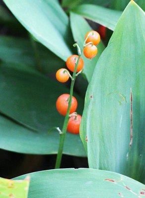 玲兰生于阴坡林下潮湿处或沟边，花白色，果熟后红