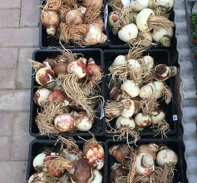 养花就养它,1个“种球”扔盆里,开花多来年盆爆满,清香又美丽 养花就养它,1个“种球”扔盆里,开花多来年盆爆满,清香又美丽