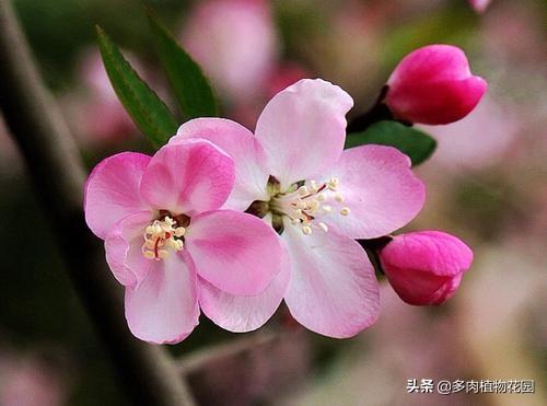 海棠花这样养护，春季开花让人垂延欲滴
