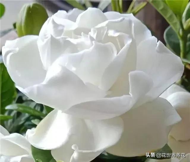 栀子花在养护的时候，注意避开这4处，开花满盆香气飘