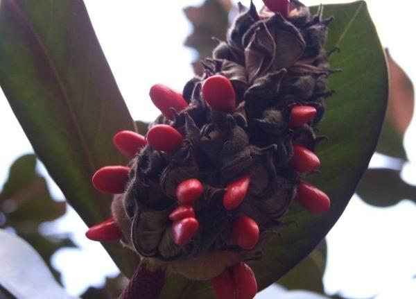 白玉兰叶碧绿如翠，花朵洁白如雪，浓郁的香味沁人心脾，悠远绵长