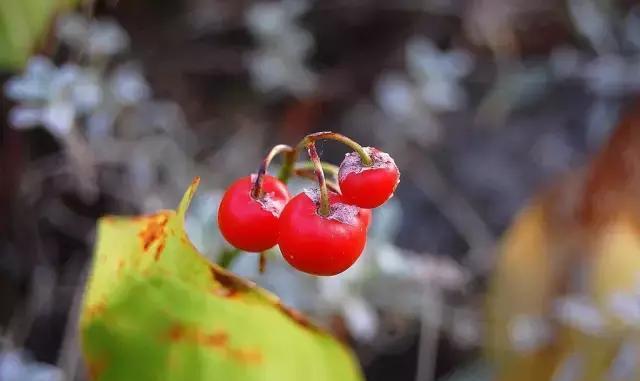 玲兰生于阴坡林下潮湿处或沟边，花白色，果熟后红