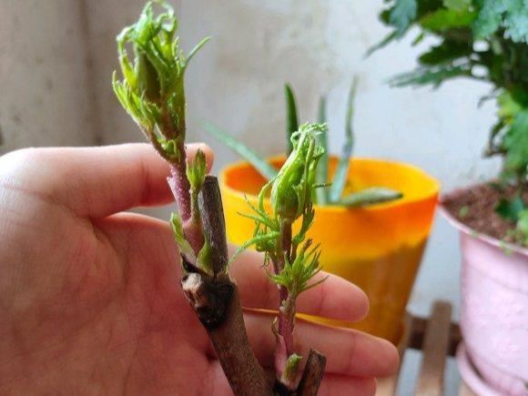 想要牡丹年年开，改善这几个问题，而且花儿开得多，花期时间长