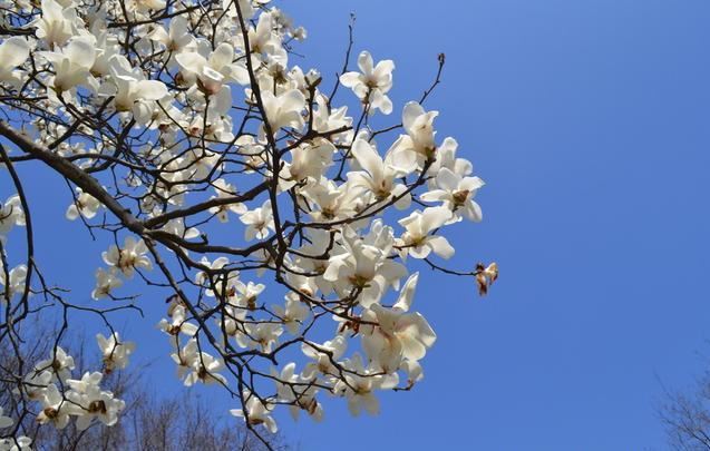 白玉兰叶碧绿如翠，花朵洁白如雪，浓郁的香味沁人心脾，悠远绵长