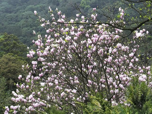 紫玉兰花朵艳丽怡人,芳香淡雅,为有2000多年历史的珍贵物种 紫玉兰花朵艳丽怡人,芳香淡雅,为有2000多年历史的珍贵物种