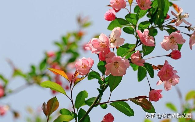 海棠花这样养护，春季开花让人垂延欲滴