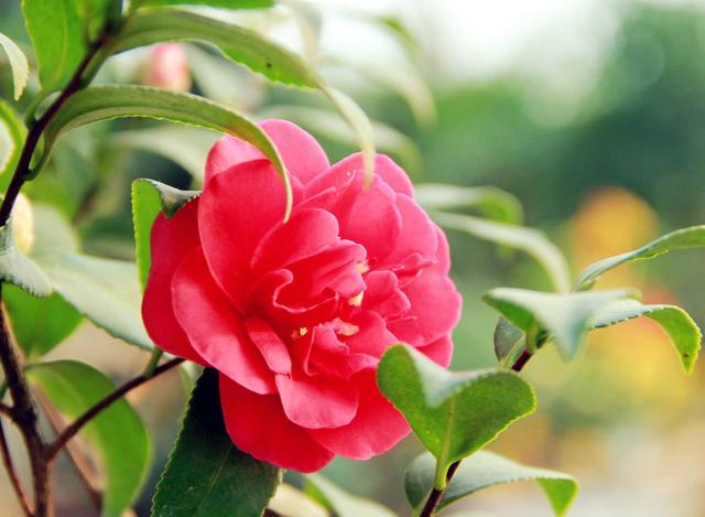 山茶花就爱冬天开花，不怕冷花苞拳头大，观赏性强真耐看
