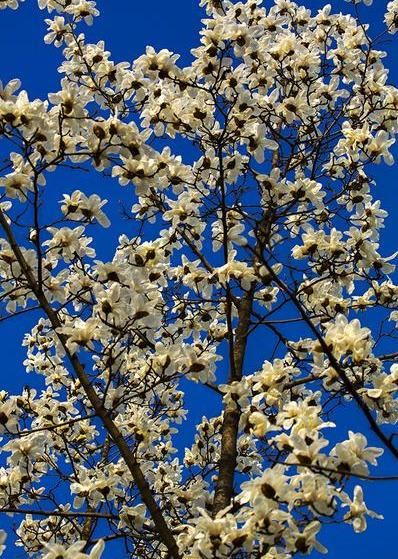 白玉兰叶碧绿如翠，花朵洁白如雪，浓郁的香味沁人心脾，悠远绵长