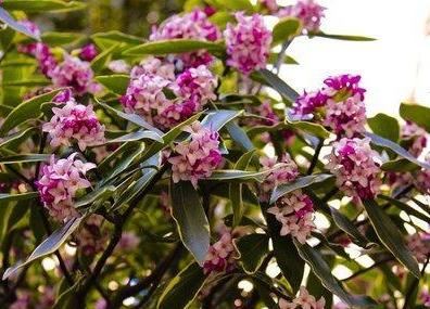 瑞香花的花蕾红色，开后淡白色，花小而多，香气芳醇持久