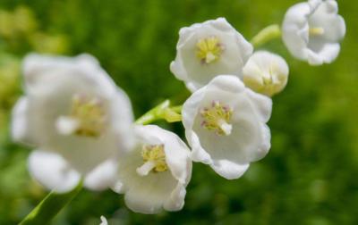 玲兰生于阴坡林下潮湿处或沟边，花白色，果熟后红