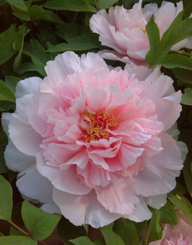 牡丹赵粉，芳香浓郁、具有单瓣半重瓣，牡丹四大名品之一