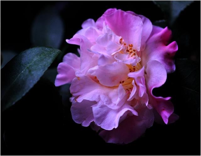 山茶花品种特殊,每次开花都有“拳头”大,想开花旺几点更要注意 山茶花品种特殊,每次开花都有“拳头”大,想开花旺几点更要注意