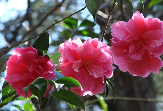 山茶花就爱冬天开花，不怕冷花苞拳头大，观赏性强真耐看