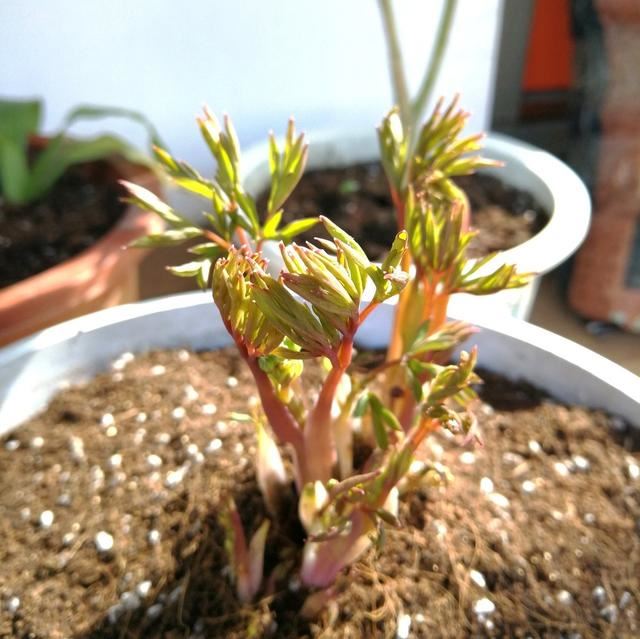 春天怎样养牡丹，才能花大色艳？除了养护，还要免踏2个“坑”