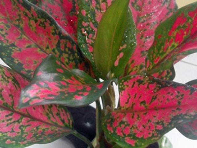 花叶万年青叶片发蔫要挂?先别扔,换个土试试,说不定可以挽救 花叶万年青叶片发蔫要挂?先别扔,换个土试试,说不定可以挽救