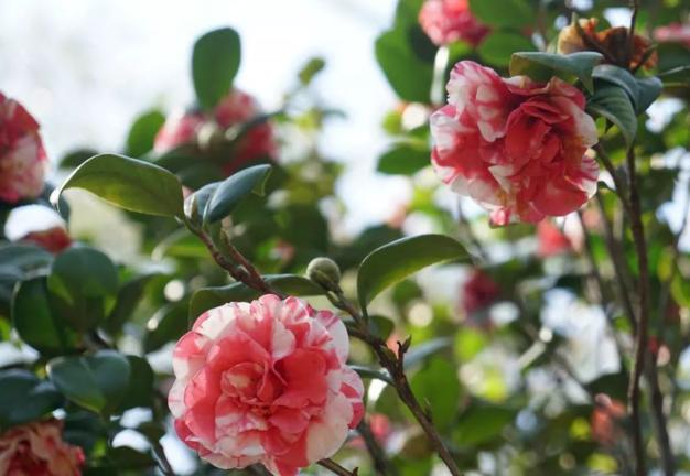 山茶花品种特殊,每次开花都有“拳头”大,想开花旺几点更要注意 山茶花品种特殊,每次开花都有“拳头”大,想开花旺几点更要注意