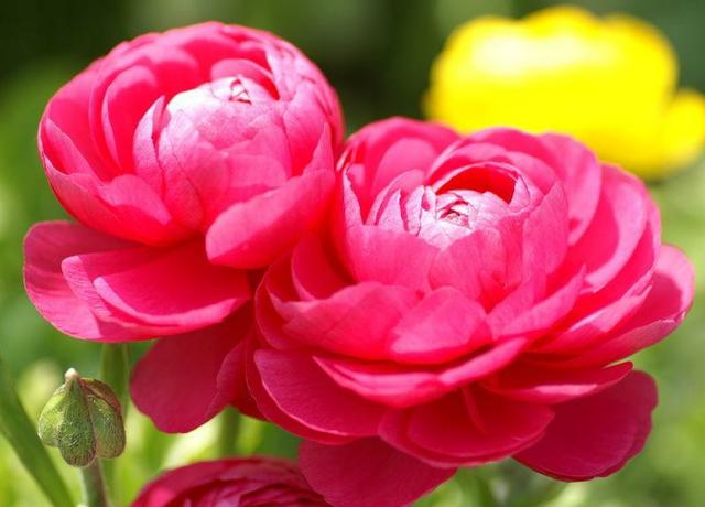 “花开典雅、高贵华丽”花毛茛——“陆生莲花”的栽培管理要点