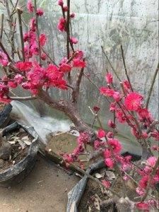 红须朱砂梅树是冬春之季观赏的花卉,梅花冰清玉洁,纯贞高雅 红须朱砂梅树是冬春之季观赏的花卉,梅花冰清玉洁,纯贞高雅