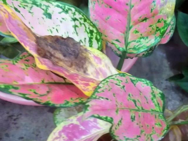 花叶万年青叶片发蔫要挂?先别扔,换个土试试,说不定可以挽救 花叶万年青叶片发蔫要挂?先别扔,换个土试试,说不定可以挽救