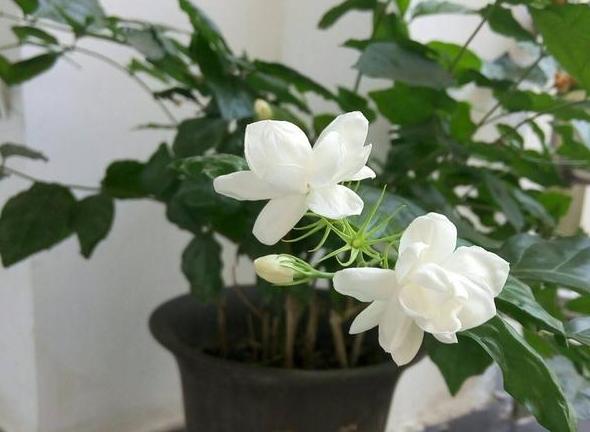 家里养殖茉莉花该怎样修剪？明确2点，老枝早发芽、冒花苞