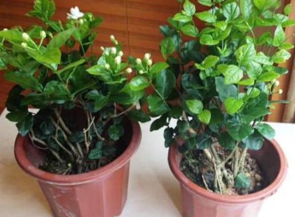 家里养殖茉莉花该怎样修剪？明确2点，老枝早发芽、冒花苞