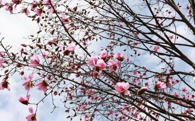 紫玉兰花朵艳丽怡人,芳香淡雅,为有2000多年历史的珍贵物种 紫玉兰花朵艳丽怡人,芳香淡雅,为有2000多年历史的珍贵物种