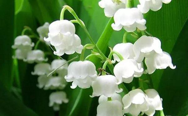 玲兰生于阴坡林下潮湿处或沟边，花白色，果熟后红