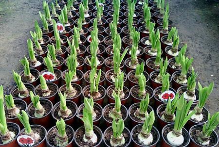 养花就养它,1个“种球”扔盆里,开花多来年盆爆满,清香又美丽 养花就养它,1个“种球”扔盆里,开花多来年盆爆满,清香又美丽