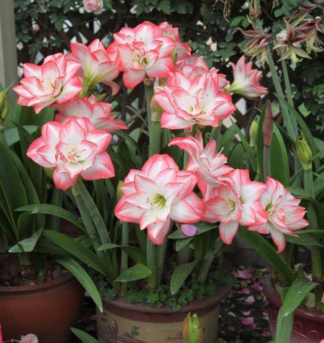 养花就养它,1个“种球”扔盆里,开花多来年盆爆满,清香又美丽 养花就养它,1个“种球”扔盆里,开花多来年盆爆满,清香又美丽