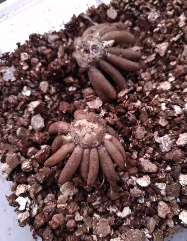 “花开典雅、高贵华丽”花毛茛——“陆生莲花”的栽培管理要点