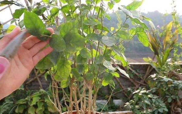 家里养殖茉莉花该怎样修剪？明确2点，老枝早发芽、冒花苞