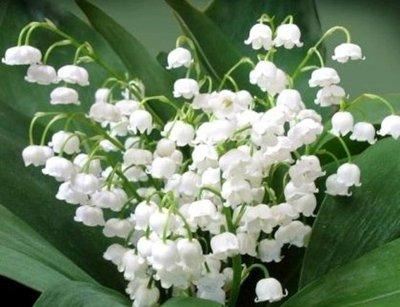 玲兰生于阴坡林下潮湿处或沟边，花白色，果熟后红