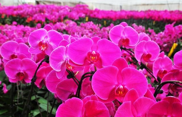 蝴蝶兰，别名蝶兰，花朵开花了好似蝴蝶般飞舞