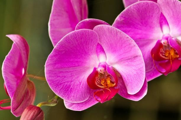 蝴蝶兰，别名蝶兰，花朵开花了好似蝴蝶般飞舞