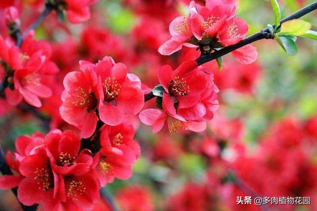 海棠花这样养护，春季开花让人垂延欲滴