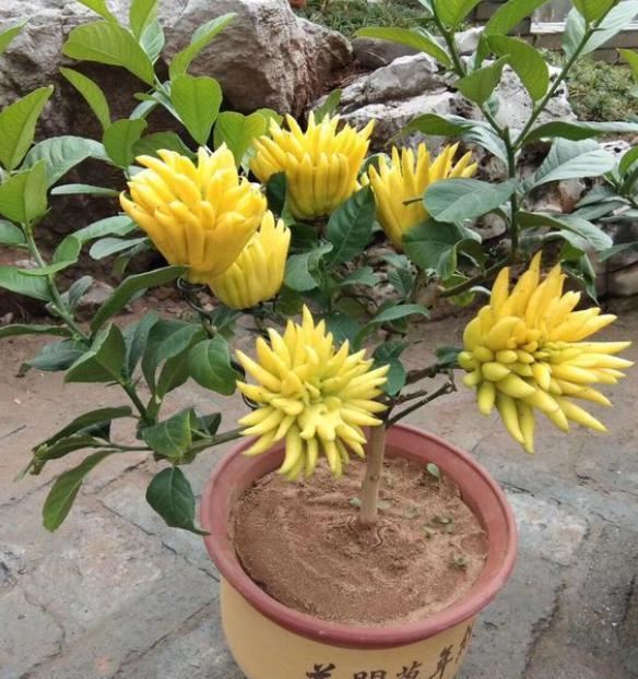 生活就像养花一样,需要滋润,需要一个过程 生活就像养花一样,需要滋润,需要一个过程