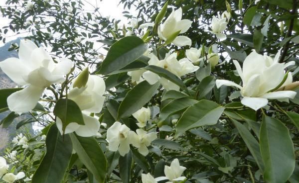家里种一棵白兰花，好养又好看，洁白如茉莉，香气胜兰花