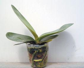 蝴蝶兰，别名蝶兰，花朵开花了好似蝴蝶般飞舞