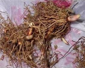 玲兰生于阴坡林下潮湿处或沟边，花白色，果熟后红