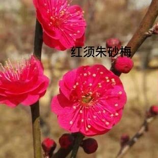 红须朱砂梅树是冬春之季观赏的花卉,梅花冰清玉洁,纯贞高雅 红须朱砂梅树是冬春之季观赏的花卉,梅花冰清玉洁,纯贞高雅